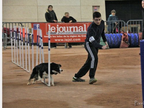 Concours d'agility, Le Creusot, 25 novembre 2018