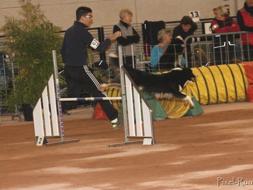 Concours d'agility, Le Creusot, 25 novembre 2018