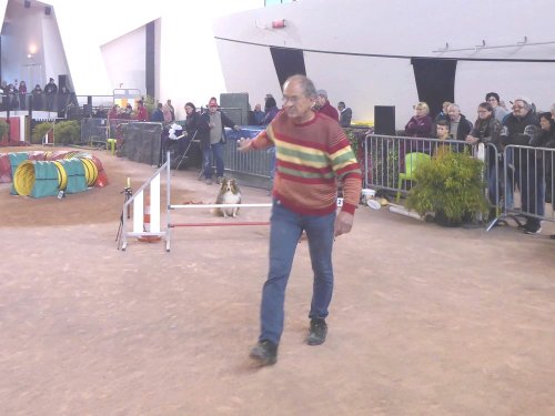 Concours d'agility en salle à la Nef au Creusot le 12 novembre 2017