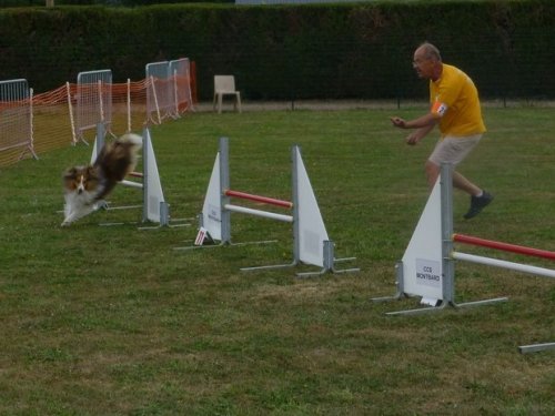 Concours d'agility, Montbard, 25 juin 2017