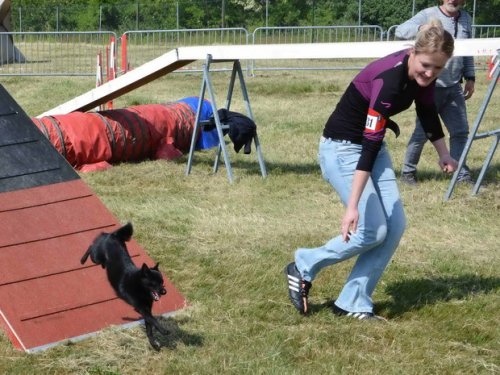 Concours d'agility, Le Creusot, 24 mai 2015