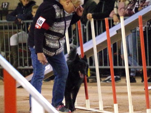 Concours d'agility en salle à la Nef au Creusot le 12 novembre 2017