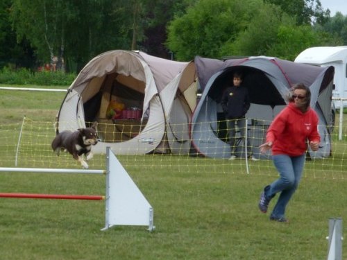 Concours d'agility, Magny sur Tille, 2 juillet 2017