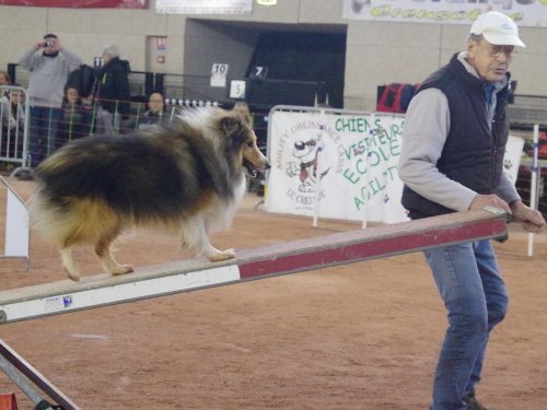 Concours d'agility, Le Creusot, 24 novembre 2019