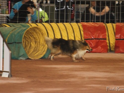 Concours d'agility, Le Creusot, 25 novembre 2018