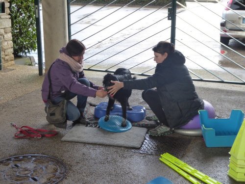 Stage de Fitness canin, 27 janvier 2019