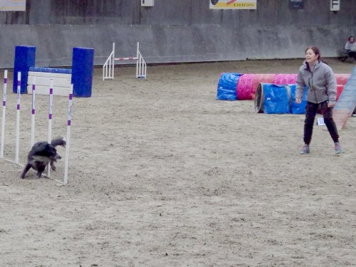 Concours d'agility, Dijon 8 décembre 2024