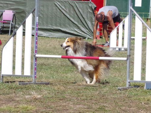 Concours d'agility, Fontaines 9 et 10 septembre 2023