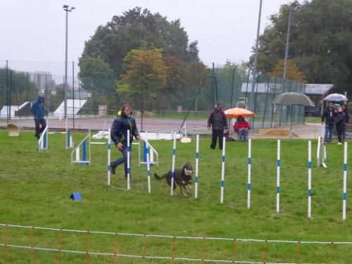 Concours d'agility, Sainte Marie la Blanche, 20 octobre 2019