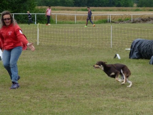 Concours d'agility, Magny sur Tille, 2 juillet 2017