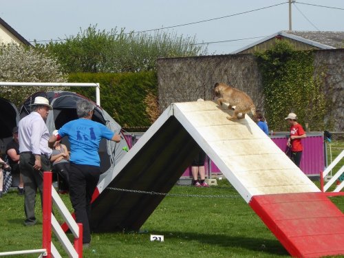 Concours d'agility, Barges, 21 avril 2019