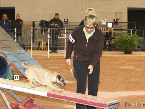 Concours d'agility, Le Creusot, 25 novembre 2018