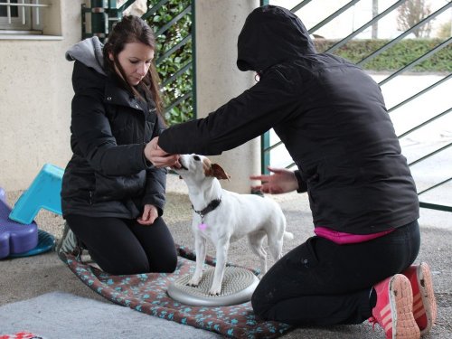 Stage de Fitness canin, 27 janvier 2019