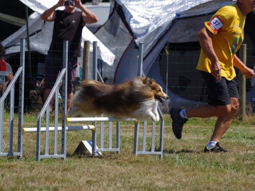 Concours d'agility, Montret, 29 juillet 2018