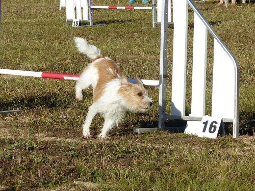 Concours d'agility, Fontaines 11 septembre 2022