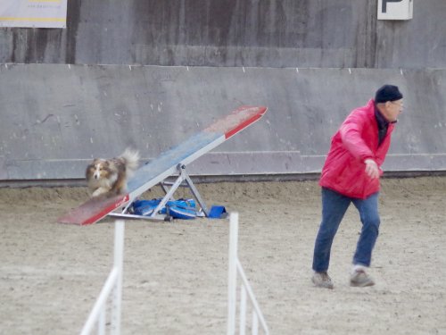 Concours d'agility, Dijon 8 décembre 2024