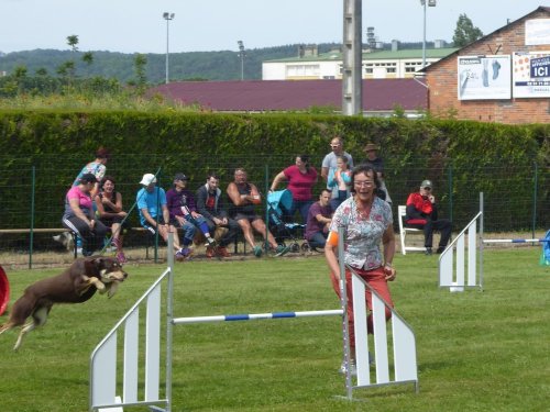 Concours d'agility, Montbard, 24 juin 2018