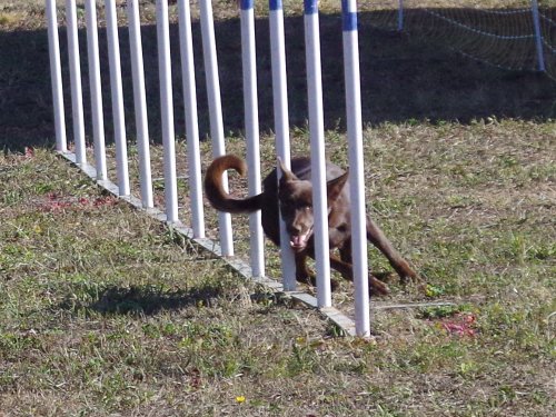 Concours d'agility, Fontaines 11 septembre 2022