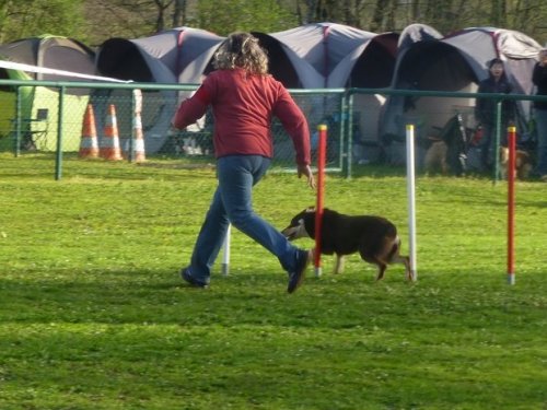 Concours d'agility, Macon, 26 mars 2017