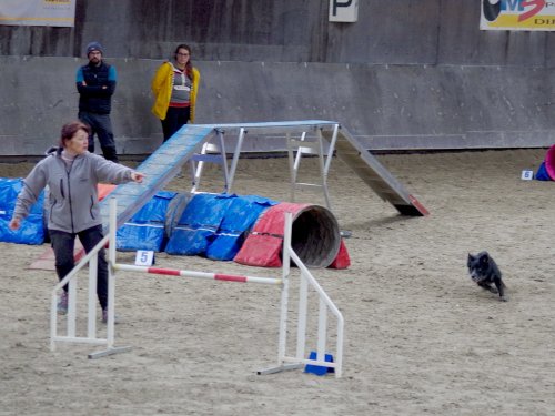 Concours d'agility, Dijon 8 décembre 2024