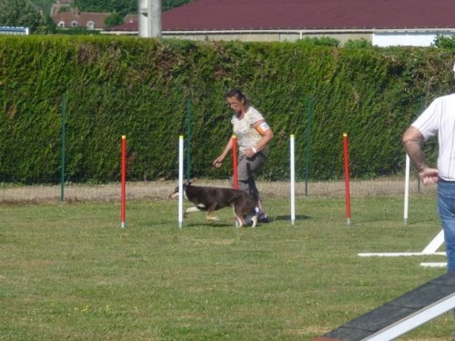 Concours d'agility, Montbard, 25 juin 2017