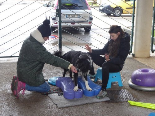 Stage de Fitness canin, 27 janvier 2019