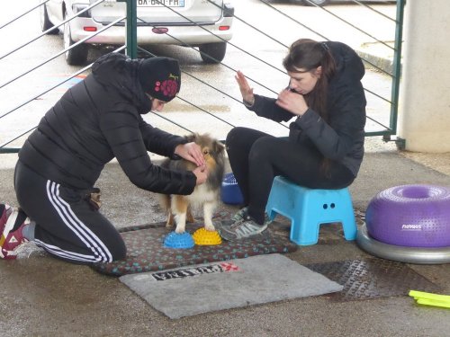 Stage de Fitness canin, 27 janvier 2019