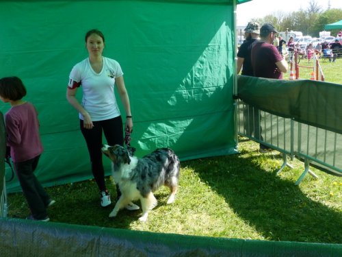 Premier concours d'agility de Fontaines, le 12 avril 2015