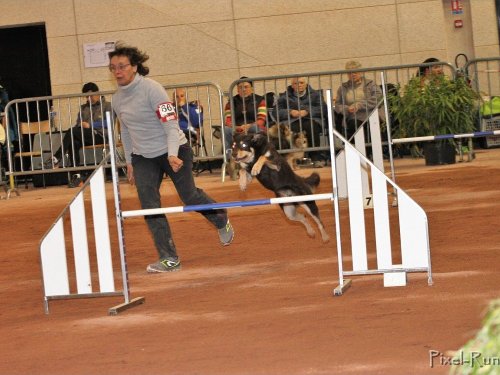 Concours d'agility, Le Creusot, 25 novembre 2018