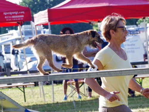 Concours d'agility de Fontaines, le 28 mai 2017