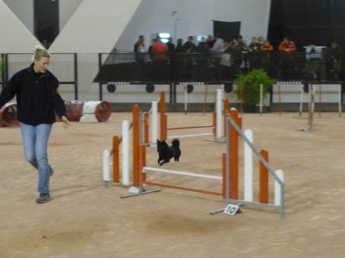 Concours d'agility, Le Creusot, 11 novembre 2014