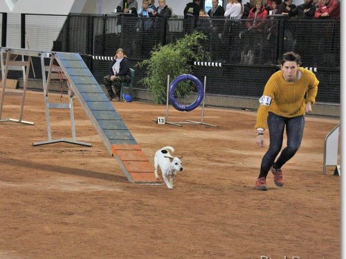 Concours d'agility, Le Creusot, 25 novembre 2018