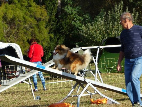 Concours d'agility de Fontaines, le 16 septembre 2018