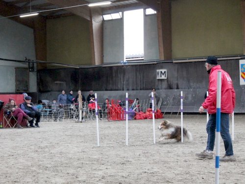 Concours d'agility, Dijon 8 décembre 2024