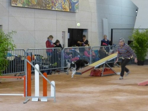 Concours d'agility, Le Creusot, 11 novembre 2014