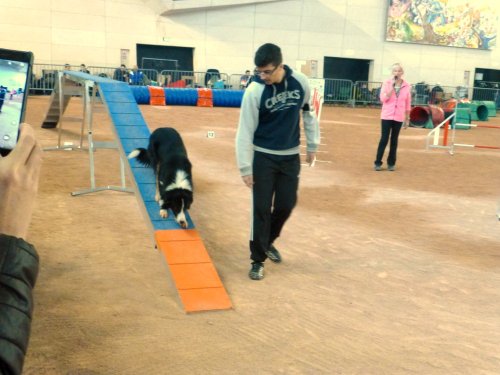 Concours d'agility en salle à la Nef au Creusot le 12 novembre 2017