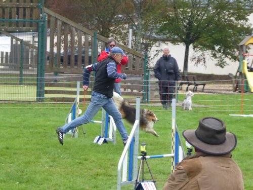 Concours d'agility, Sainte Marie la Blanche, 20 octobre 2019