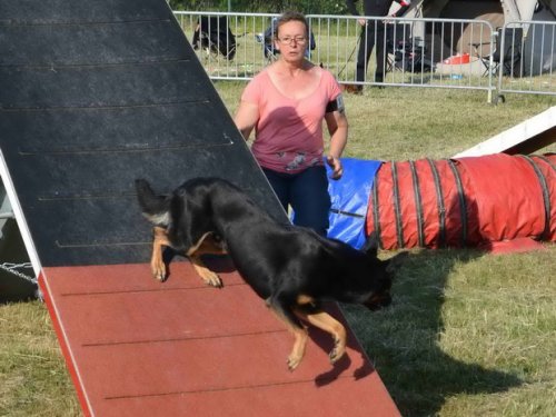 Concours d'agility, Le Creusot, 24 mai 2015