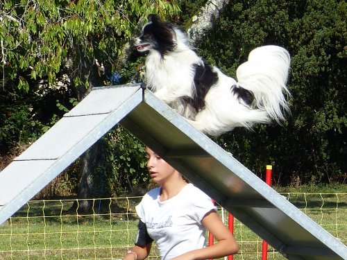 Concours d'agility, Fontaines 9 et 10 septembre 2023