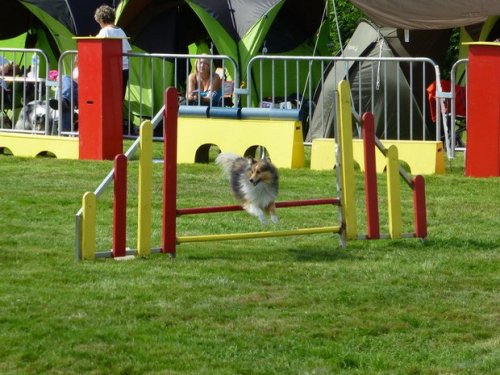 Concours d'agility, Autun, 14 septembre 2014