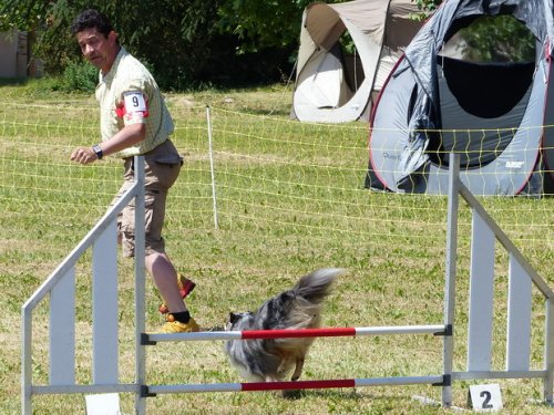 Concours d'agility de Fontaines, le 28 mai 2017