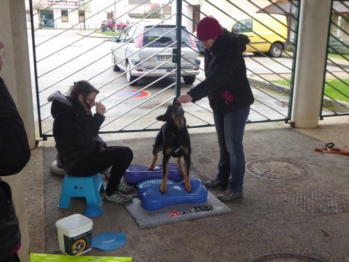 Stage de Fitness canin, 27 janvier 2019