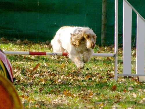 Stage d'agility, 26 novembre 2023