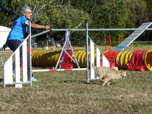 Concours d'agility, Fontaines 11 septembre 2022