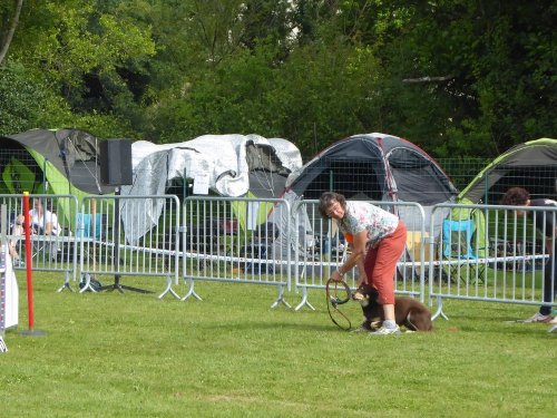 Concours d'agility, Montbard, 24 juin 2018