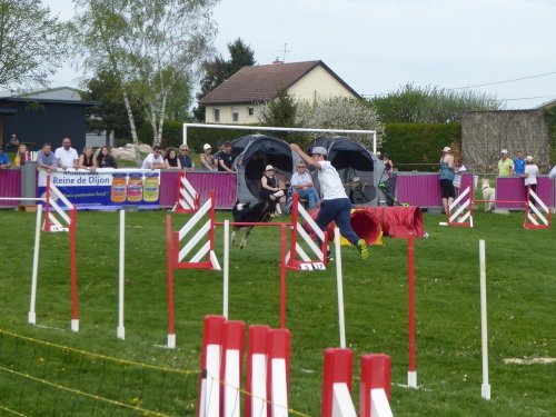 Concours d'agility, Barges, 21 avril 2019