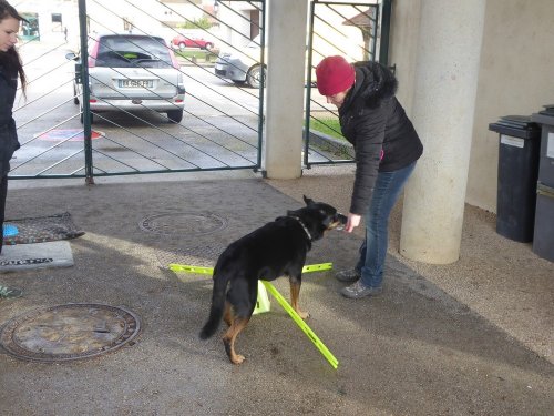 Stage de Fitness canin, 27 janvier 2019