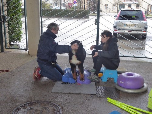 Stage de Fitness canin, 27 janvier 2019