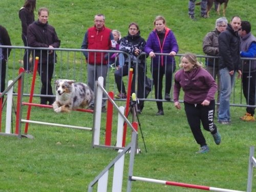 Concours d'agility, Le Creusot, 19 mars 2017