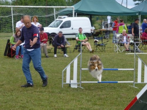 Concours d'agility, Magny sur Tille, 2 juillet 2017